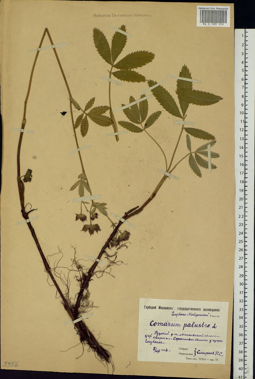 Comarum palustre L., Eastern Europe, Moscow region (E4a) (Russia)