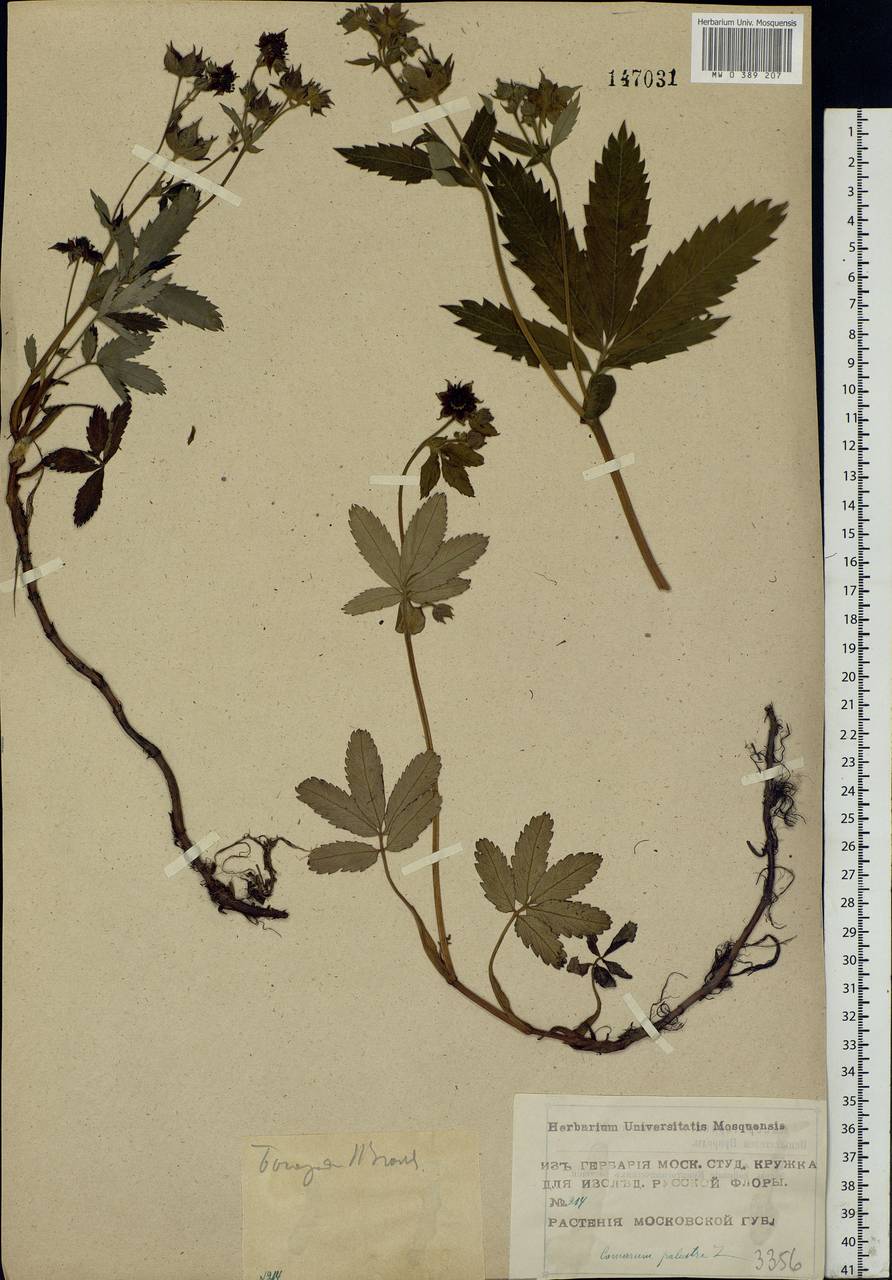 Comarum palustre L., Eastern Europe, Moscow region (E4a) (Russia)