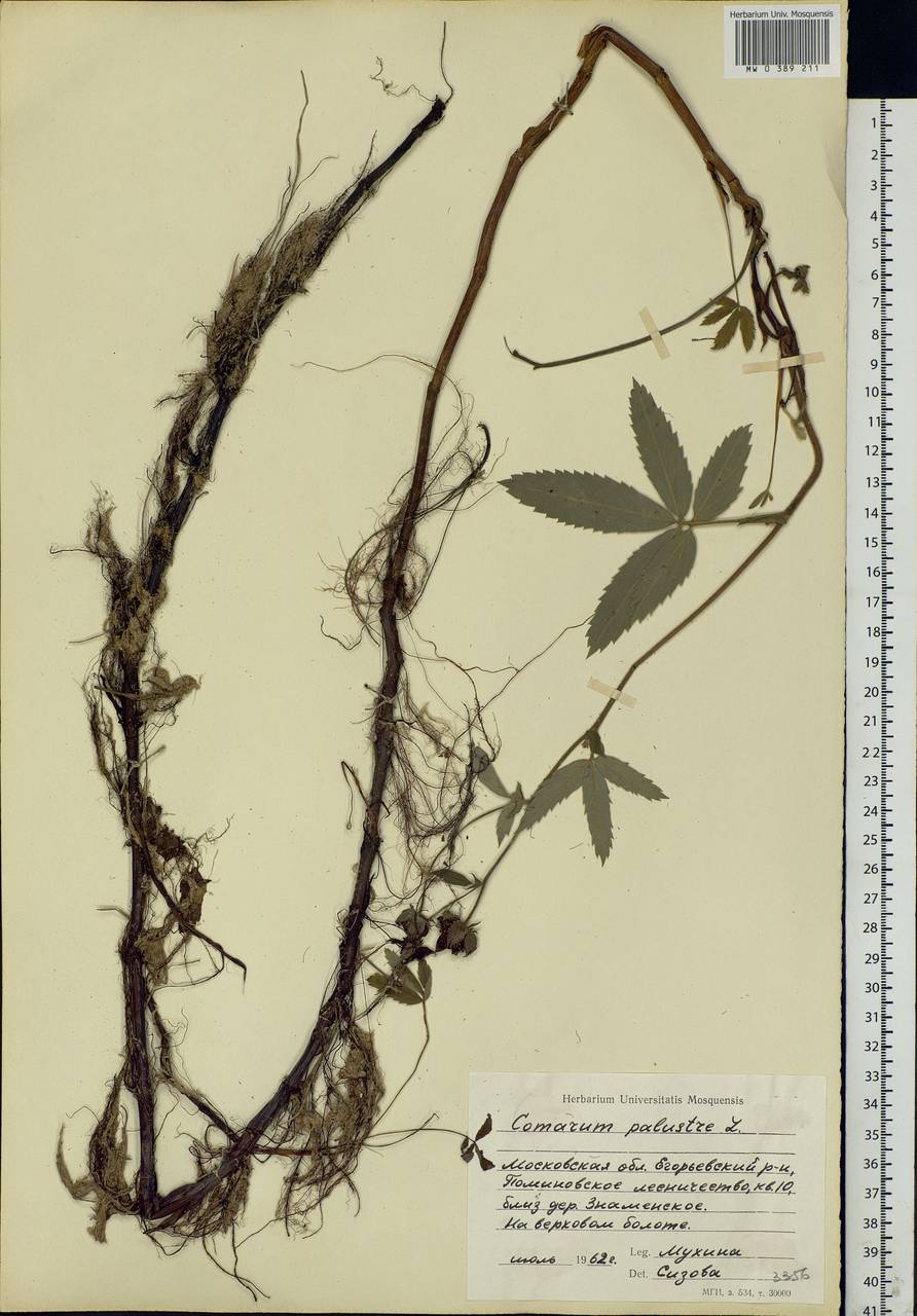 Comarum palustre L., Eastern Europe, Moscow region (E4a) (Russia)