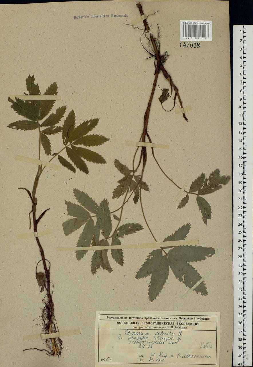 Comarum palustre L., Eastern Europe, Moscow region (E4a) (Russia)