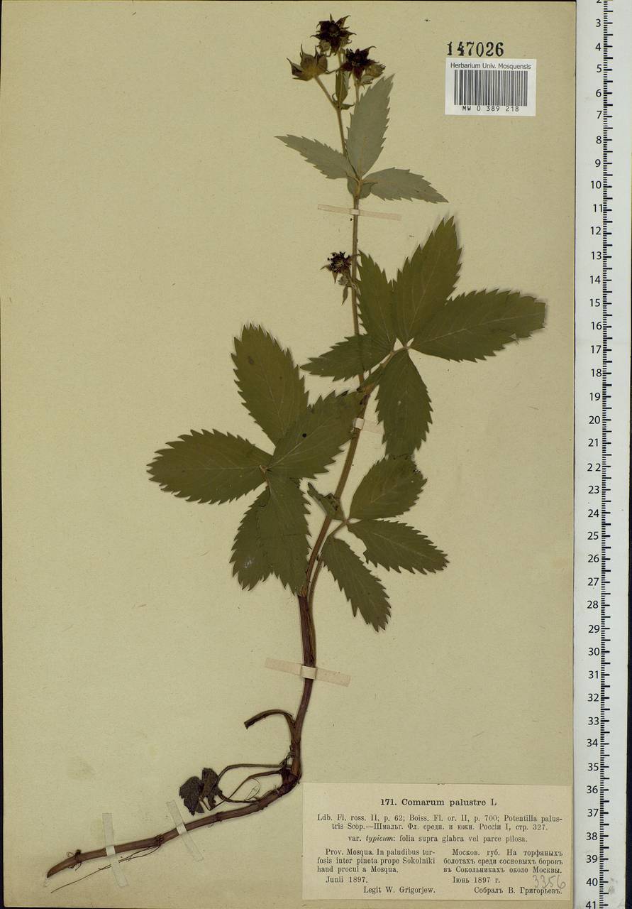 Comarum palustre L., Eastern Europe, Moscow region (E4a) (Russia)