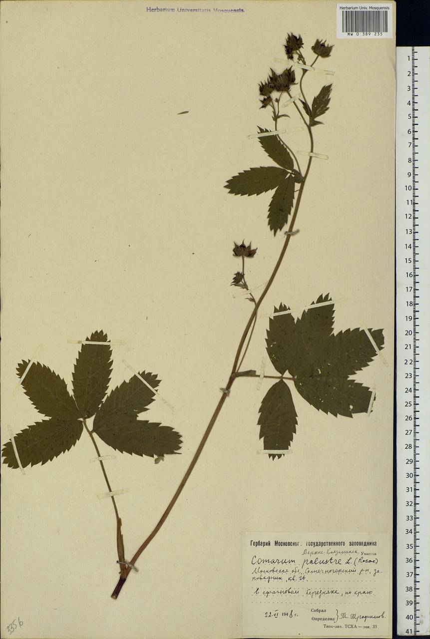 Comarum palustre L., Eastern Europe, Moscow region (E4a) (Russia)