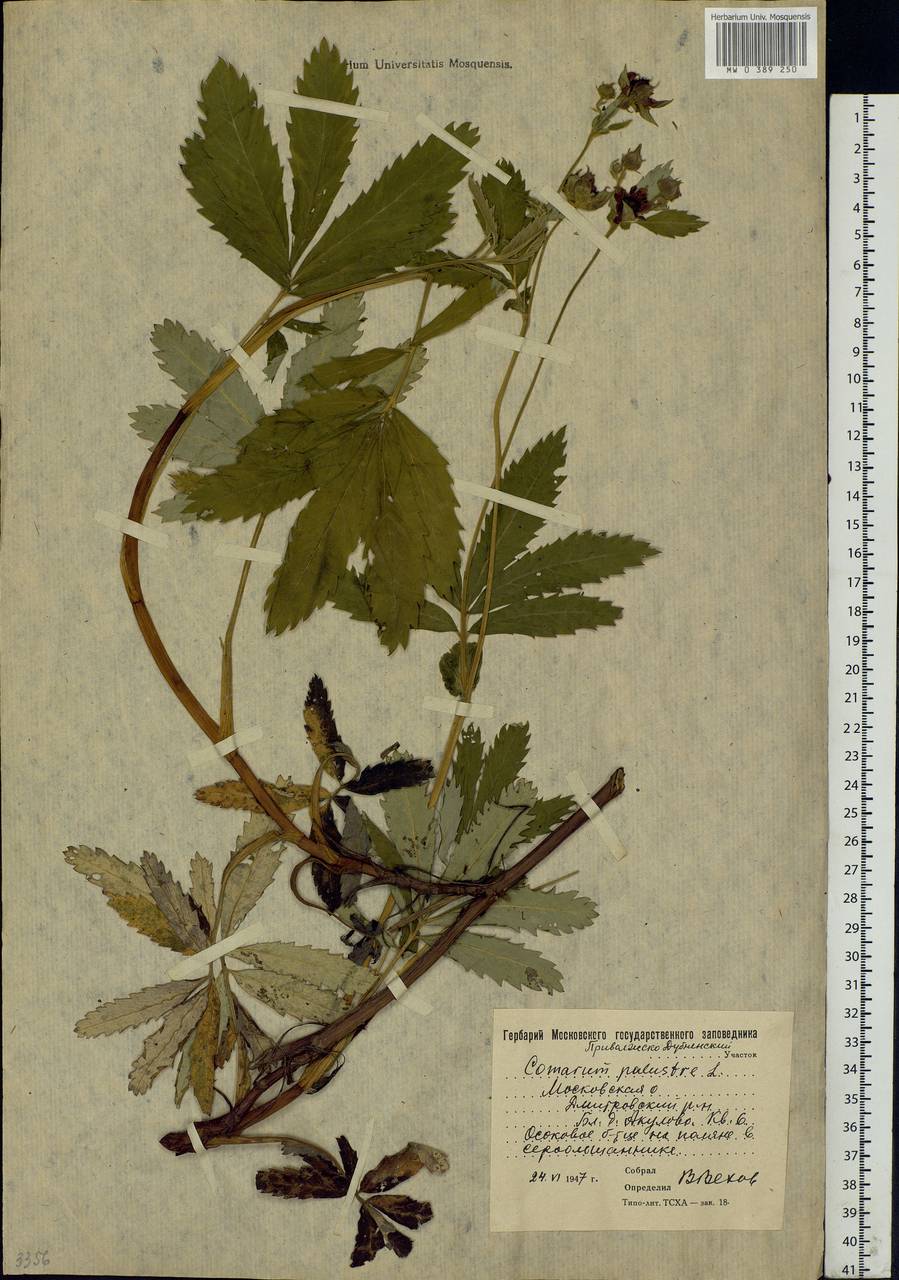 Comarum palustre L., Eastern Europe, Moscow region (E4a) (Russia)