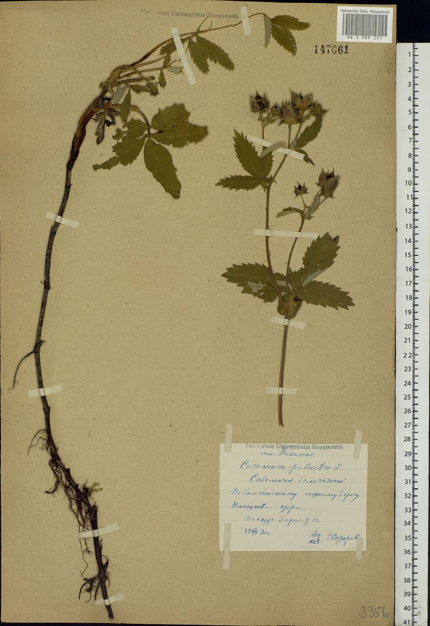 Comarum palustre L., Eastern Europe, Central forest region (E5) (Russia)