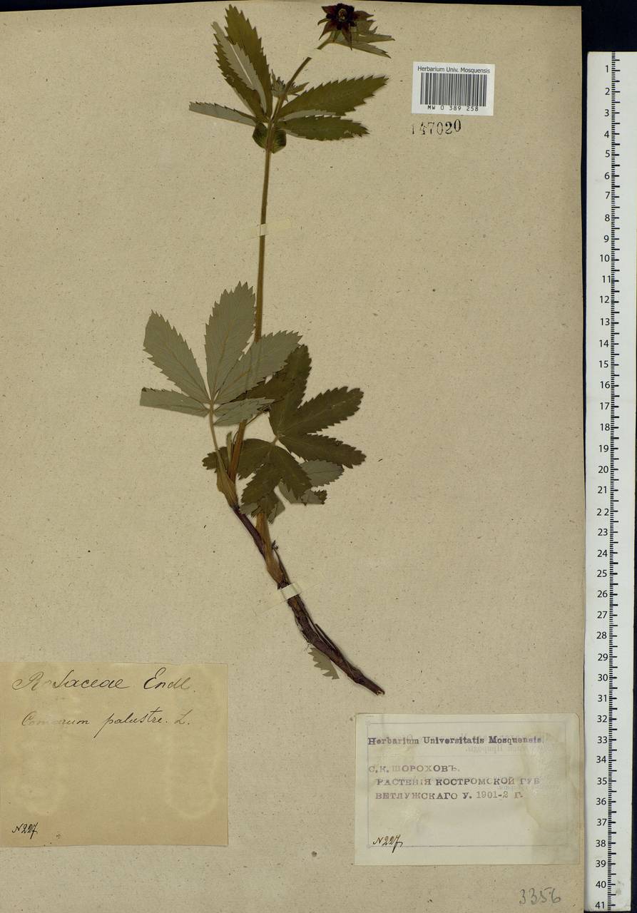 Comarum palustre L., Eastern Europe, Volga-Kama region (E7) (Russia)