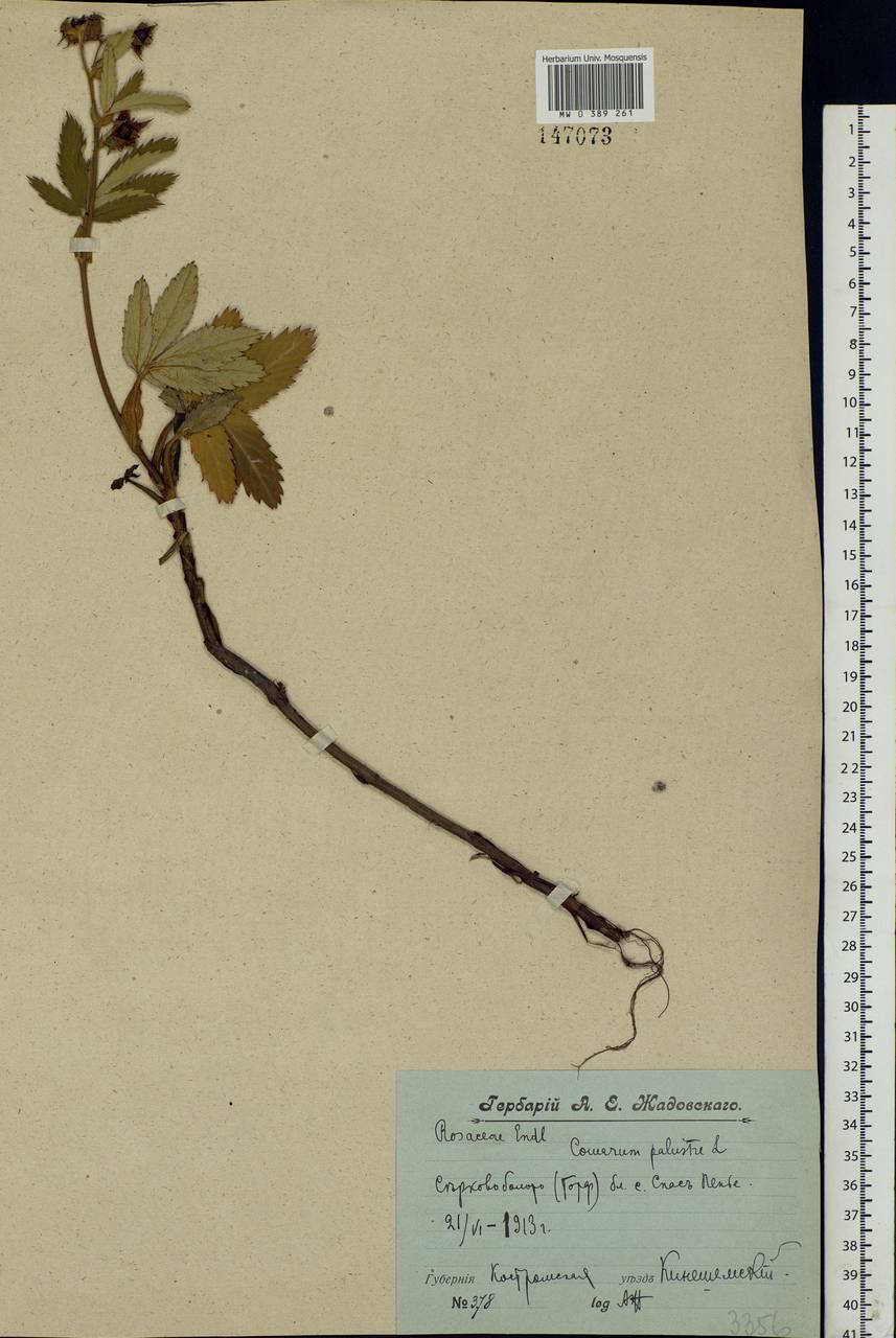 Comarum palustre L., Eastern Europe, Central forest region (E5) (Russia)