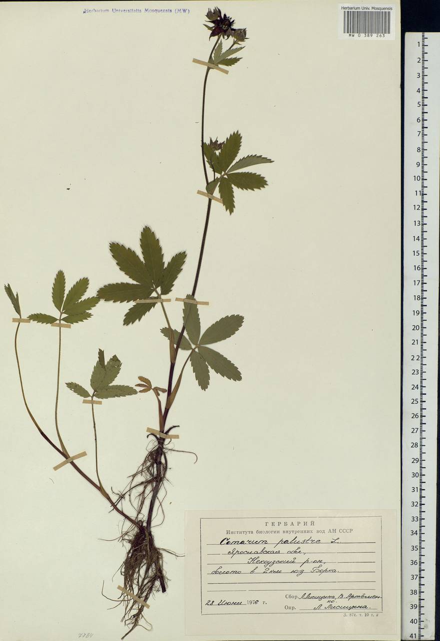 Comarum palustre L., Eastern Europe, Central forest region (E5) (Russia)