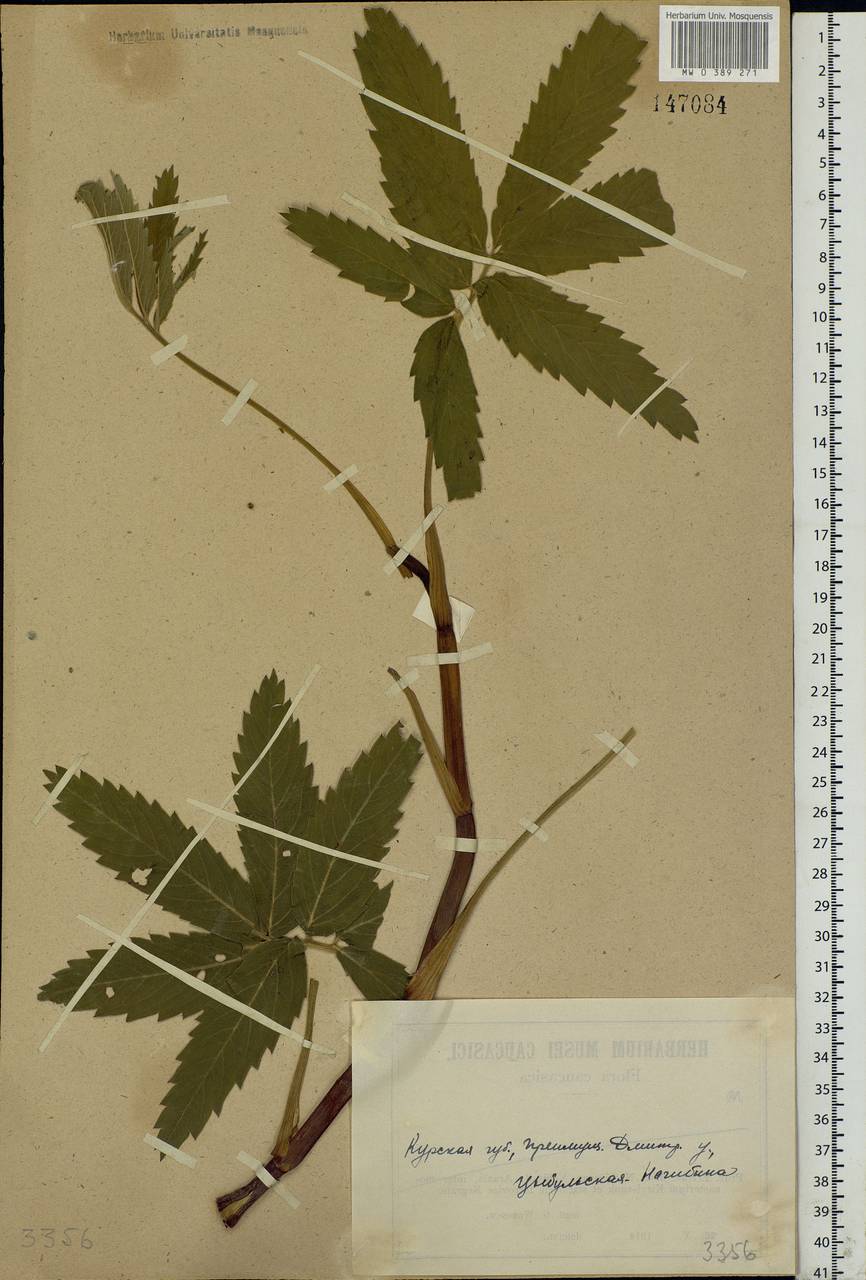 Comarum palustre L., Eastern Europe, Central forest-and-steppe region (E6) (Russia)