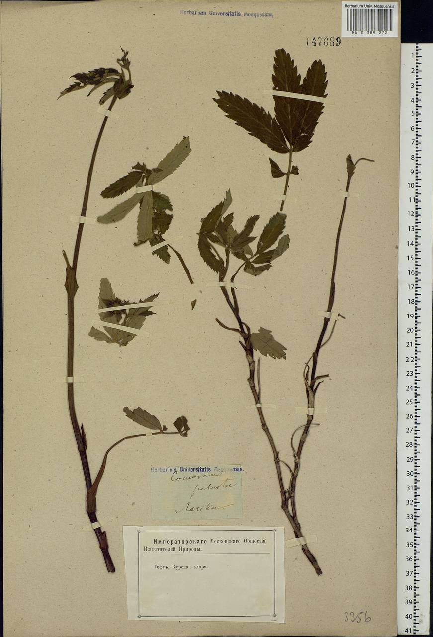 Comarum palustre L., Eastern Europe, Central forest-and-steppe region (E6) (Russia)