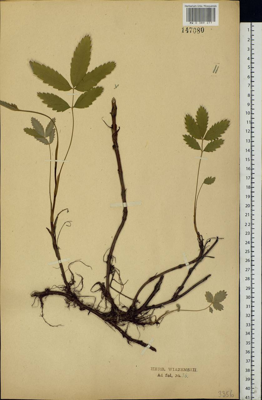 Comarum palustre L., Eastern Europe, Central forest-and-steppe region (E6) (Russia)