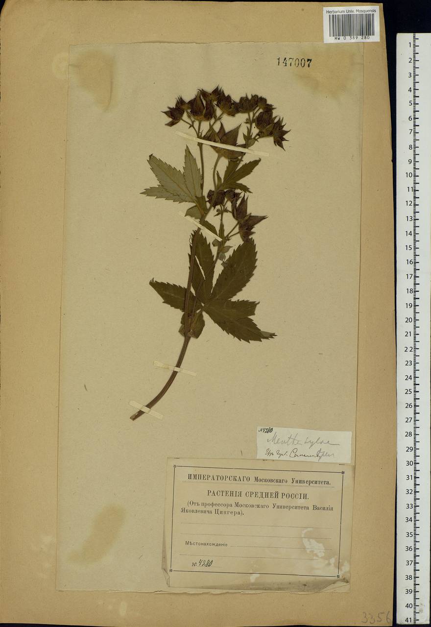 Comarum palustre L., Eastern Europe, Central forest-and-steppe region (E6) (Russia)