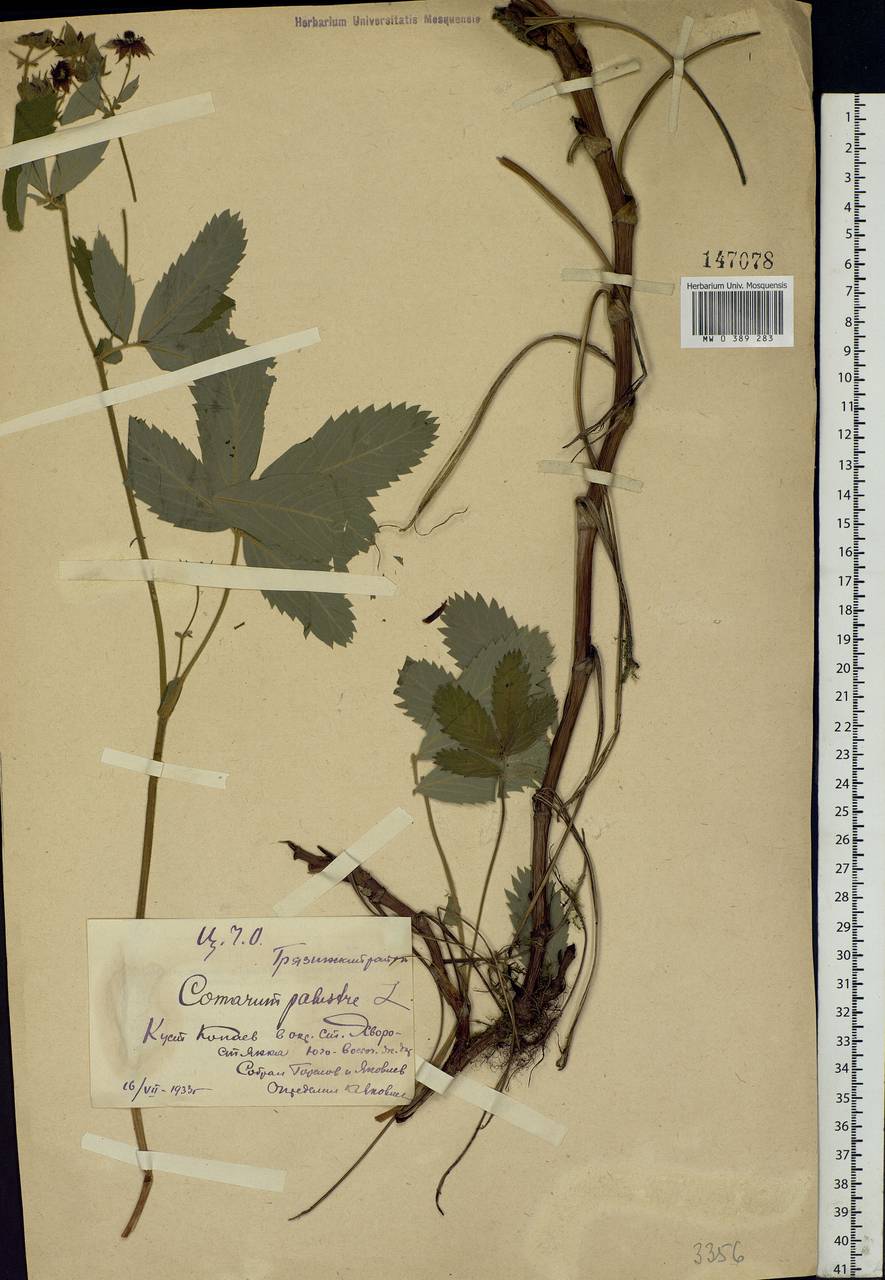 Comarum palustre L., Eastern Europe, Central forest-and-steppe region (E6) (Russia)