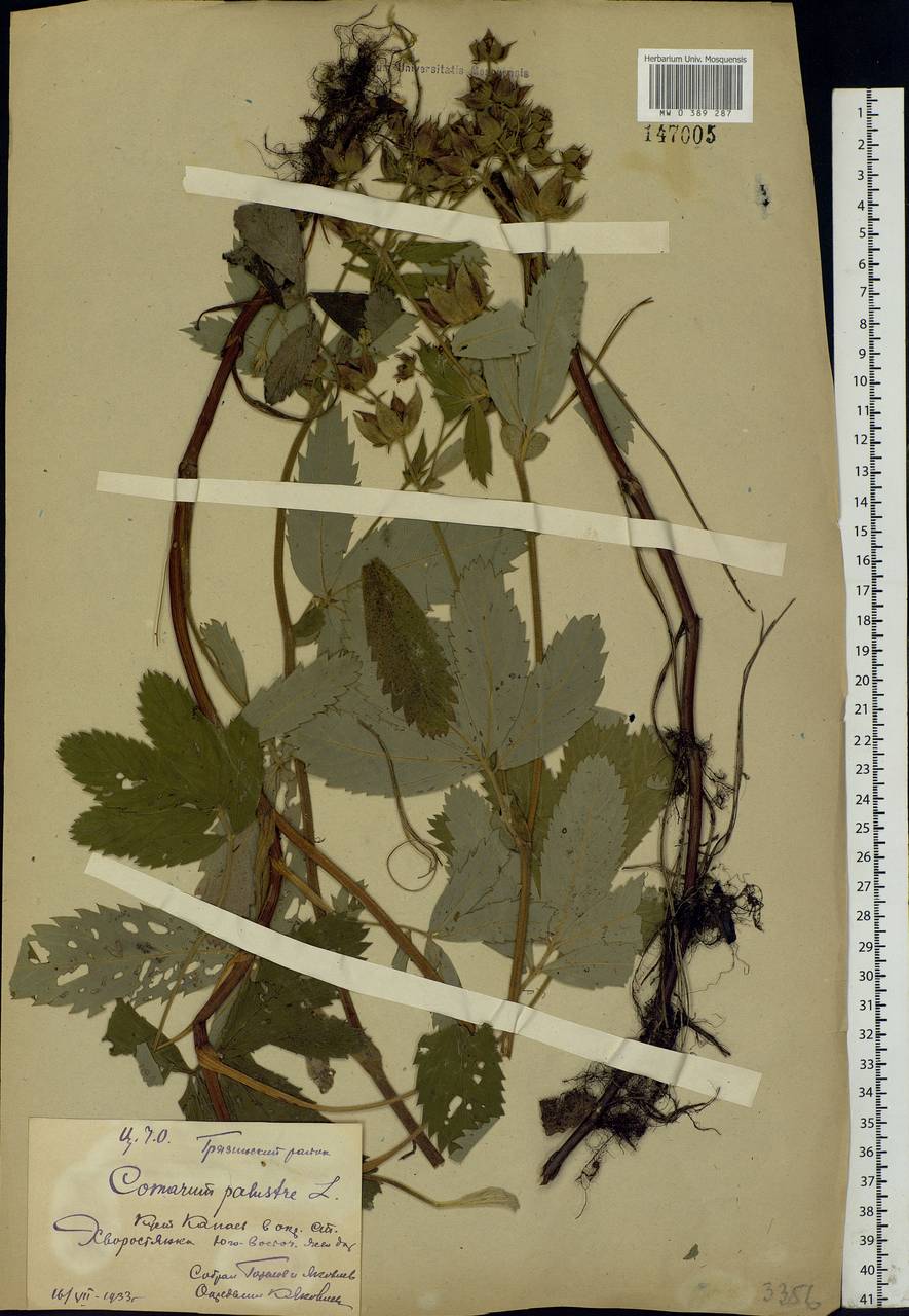 Comarum palustre L., Eastern Europe, Central forest-and-steppe region (E6) (Russia)