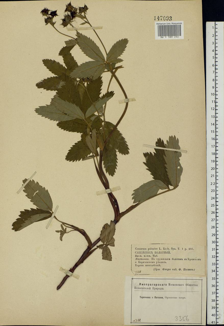Comarum palustre L., Eastern Europe, Central forest-and-steppe region (E6) (Russia)