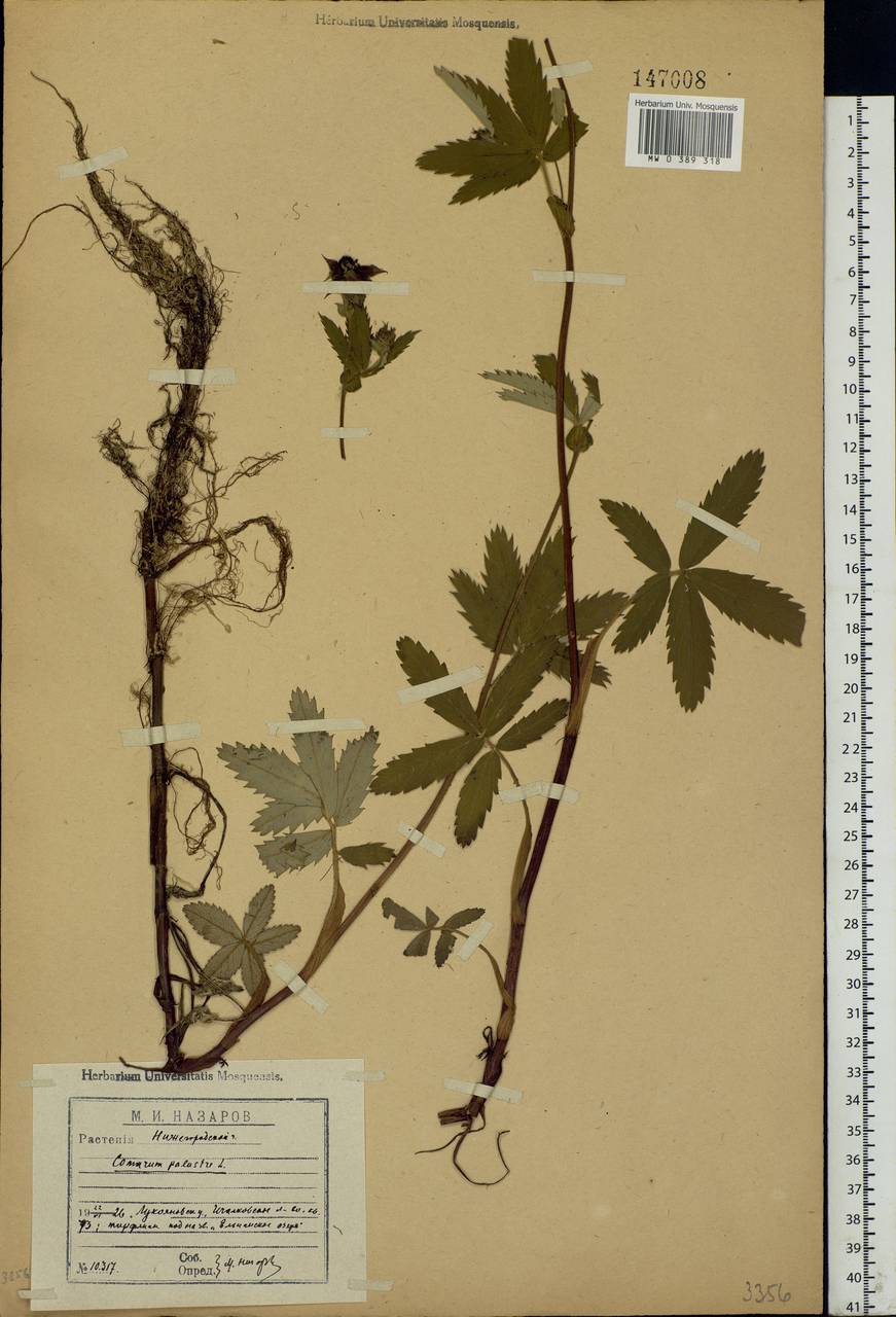 Comarum palustre L., Eastern Europe, Middle Volga region (E8) (Russia)