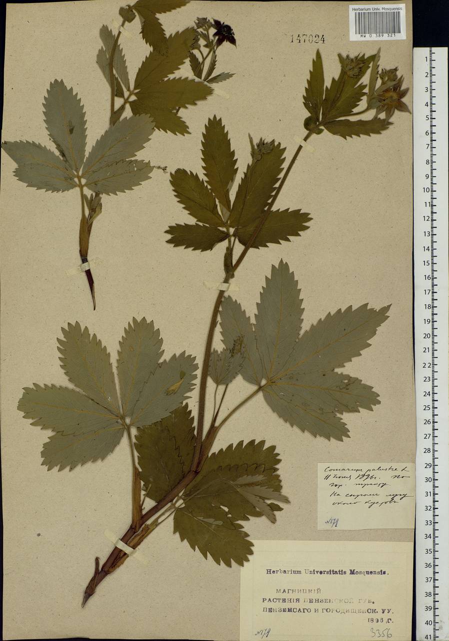 Comarum palustre L., Eastern Europe, Middle Volga region (E8) (Russia)