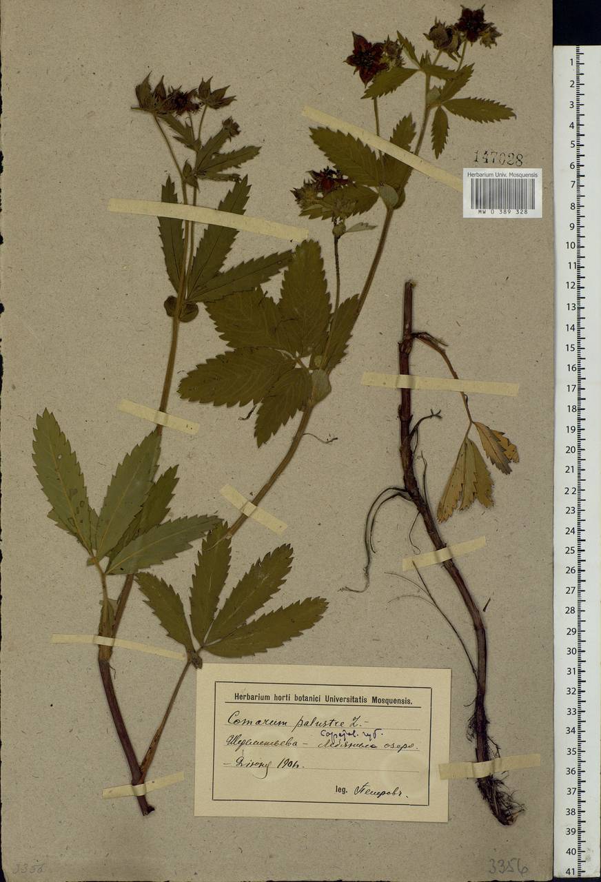 Comarum palustre L., Eastern Europe, Lower Volga region (E9) (Russia)