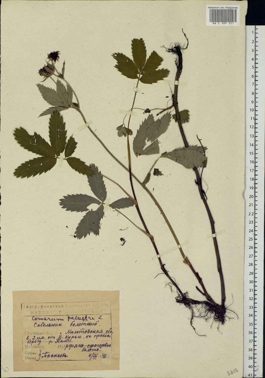 Comarum palustre L., Eastern Europe, Eastern region (E10) (Russia)
