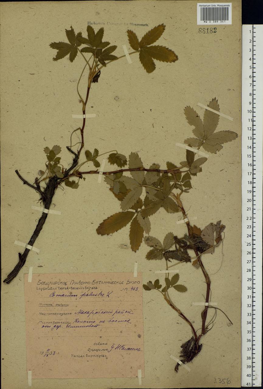 Comarum palustre L., Eastern Europe, Eastern region (E10) (Russia)