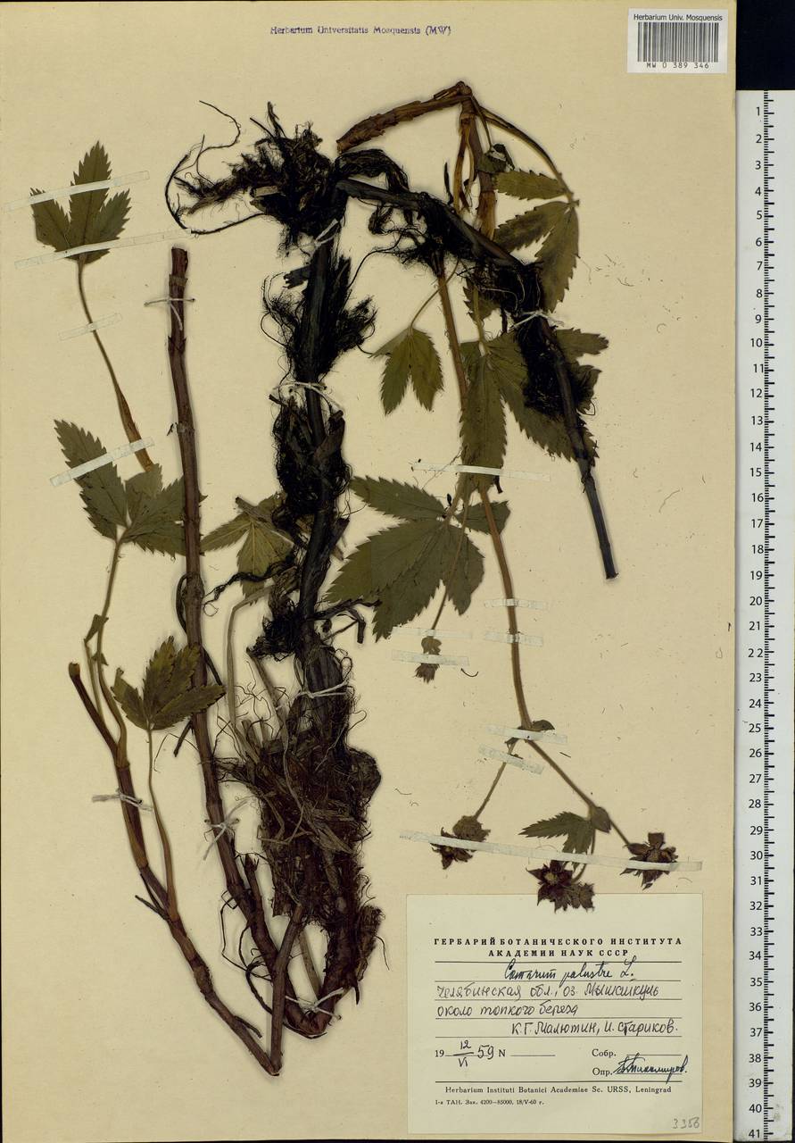 Comarum palustre L., Eastern Europe, Eastern region (E10) (Russia)