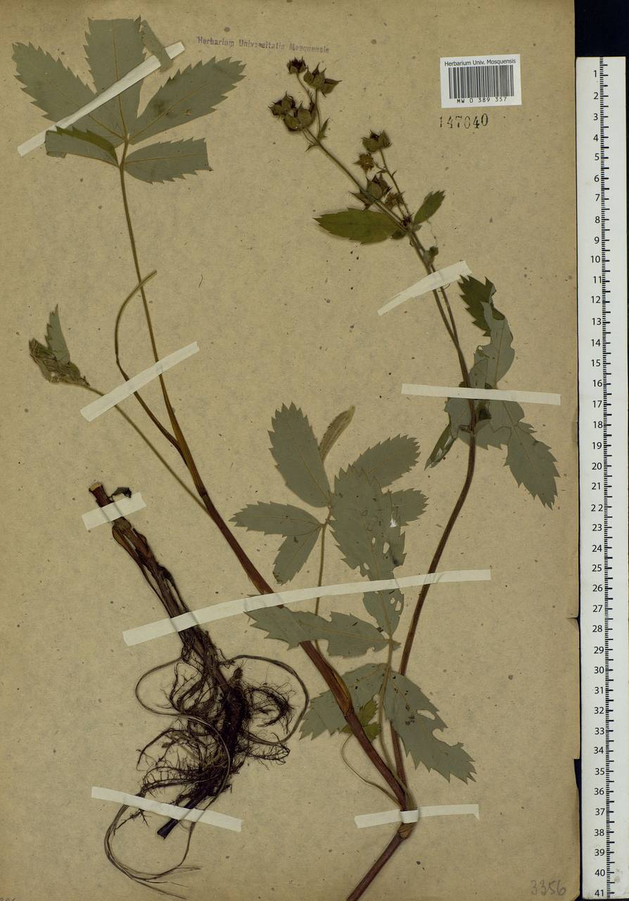 Comarum palustre L., Eastern Europe, North Ukrainian region (E11) (Ukraine)