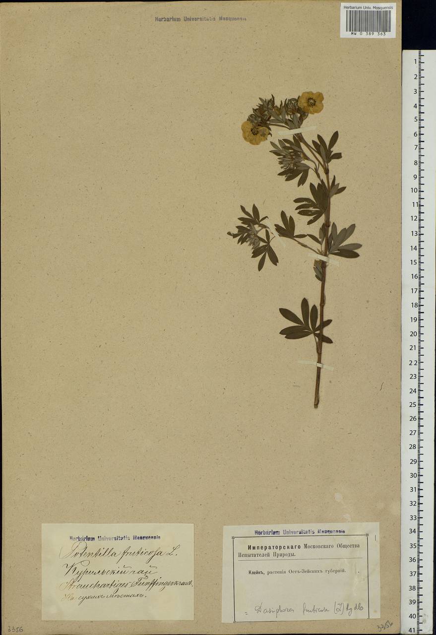 Dasiphora fruticosa (L.) Rydb., Eastern Europe, Latvia (E2b) (Latvia)