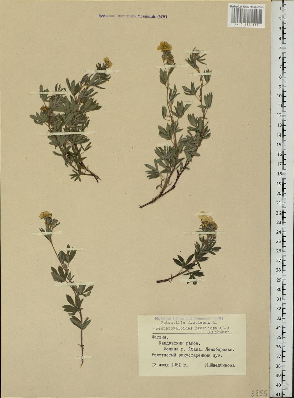 Dasiphora fruticosa (L.) Rydb., Eastern Europe, Latvia (E2b) (Latvia)