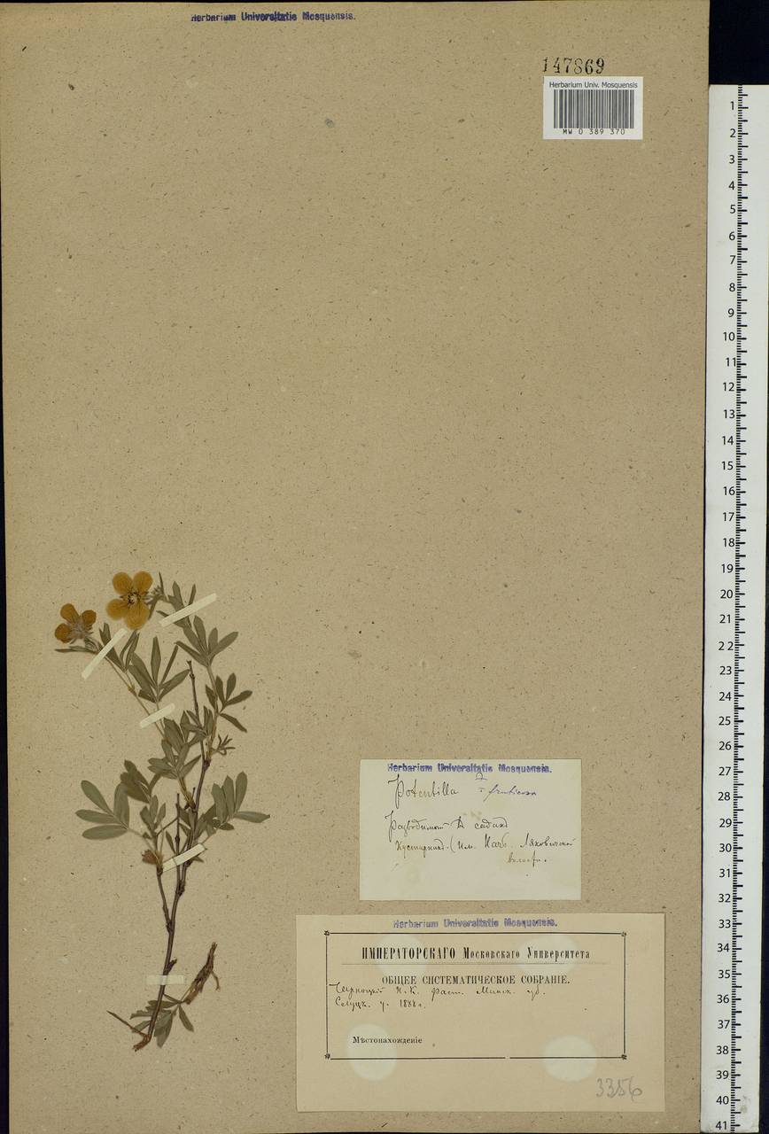 Dasiphora fruticosa (L.) Rydb., Eastern Europe, Belarus (E3a) (Belarus)