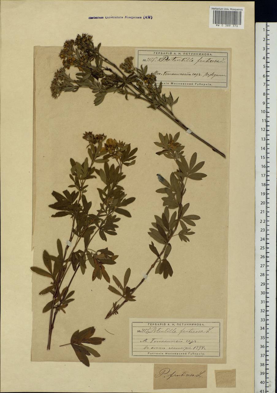 Dasiphora fruticosa (L.) Rydb., Eastern Europe, Moscow region (E4a) (Russia)