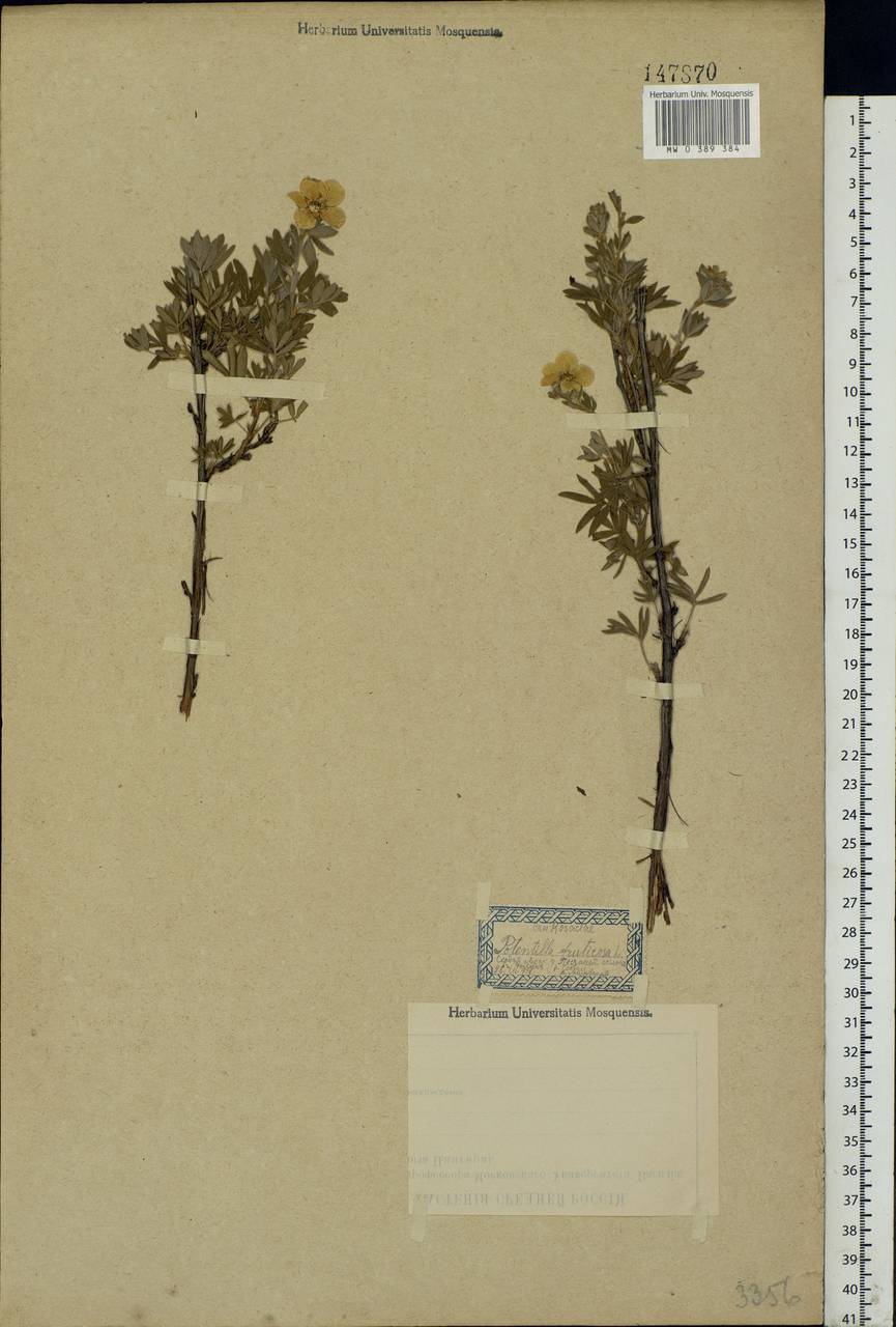Dasiphora fruticosa (L.) Rydb., Eastern Europe, Moscow region (E4a) (Russia)