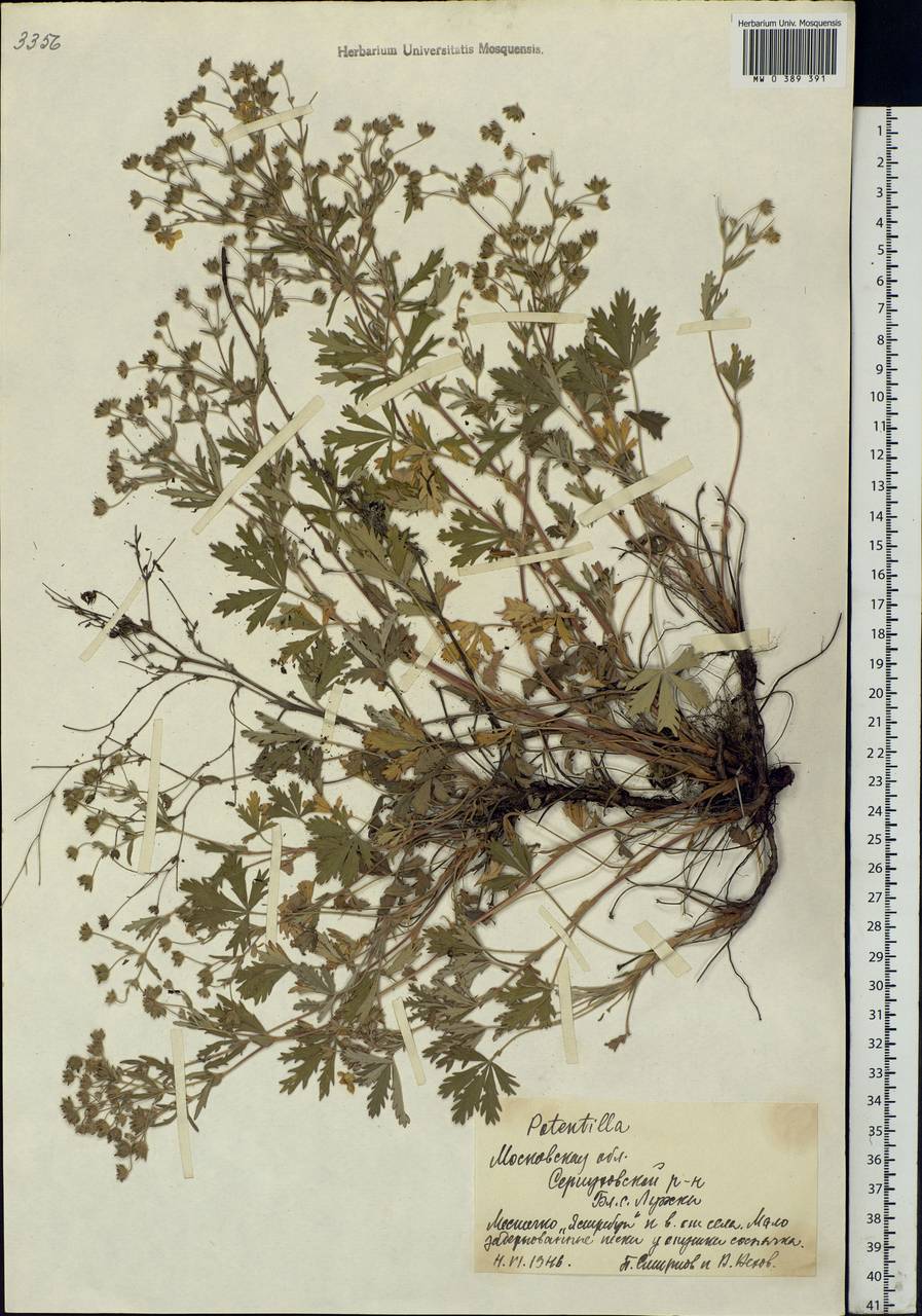 Potentilla, Eastern Europe, Moscow region (E4a) (Russia)