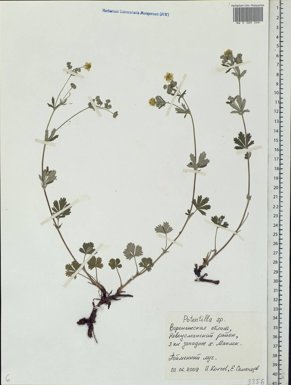 Potentilla, Eastern Europe, Central forest-and-steppe region (E6) (Russia)