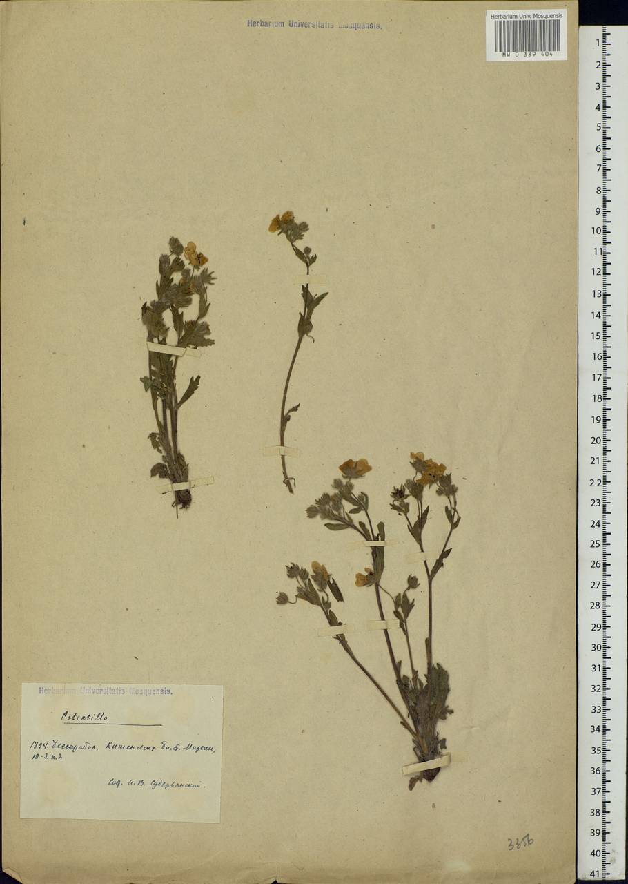 Potentilla, Eastern Europe, Moldova (E13a) (Moldova)