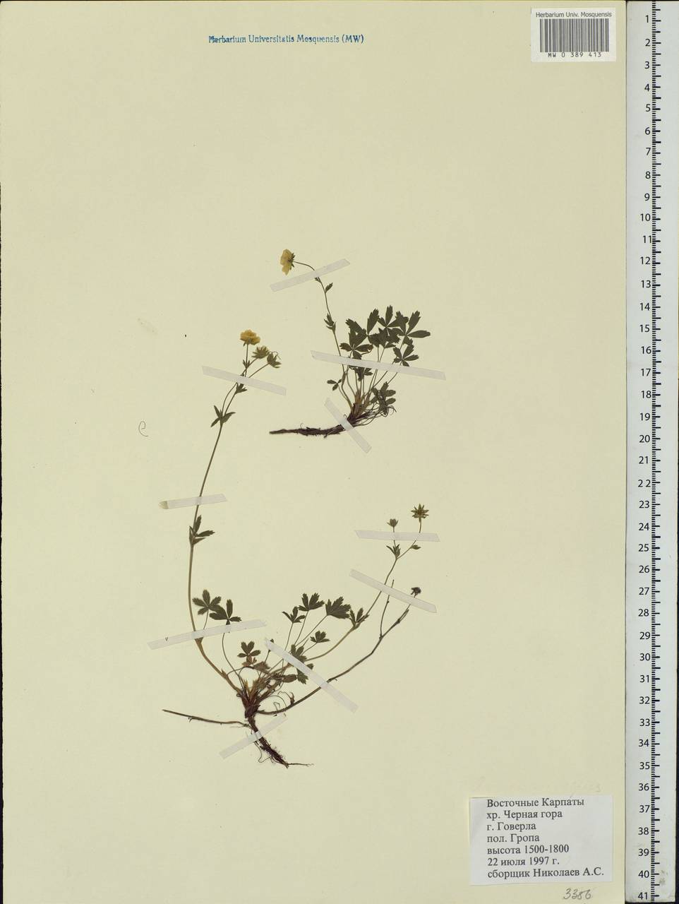 Potentilla, Eastern Europe, West Ukrainian region (E13) (Ukraine)