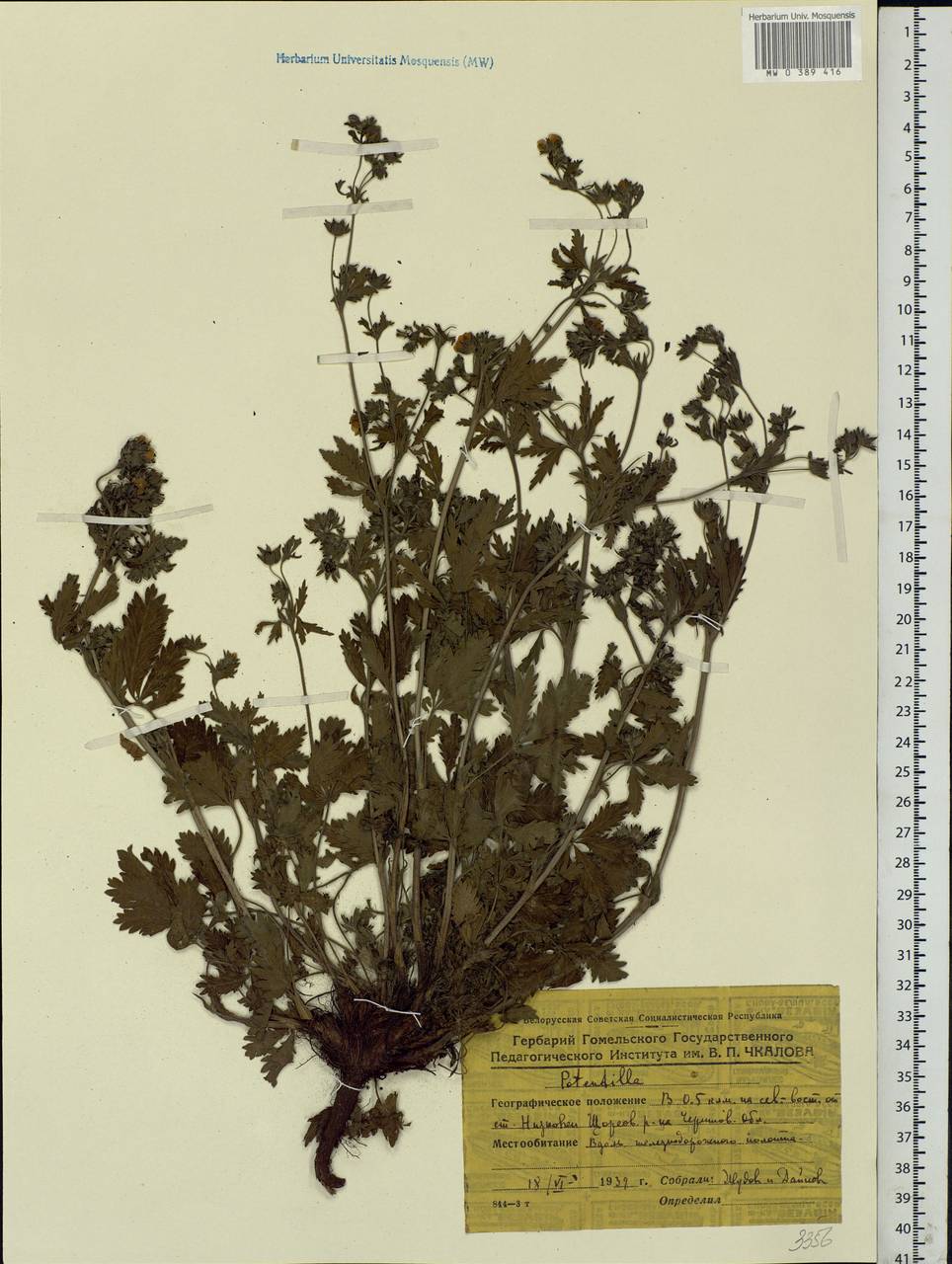 Potentilla, Eastern Europe, Belarus (E3a) (Belarus)