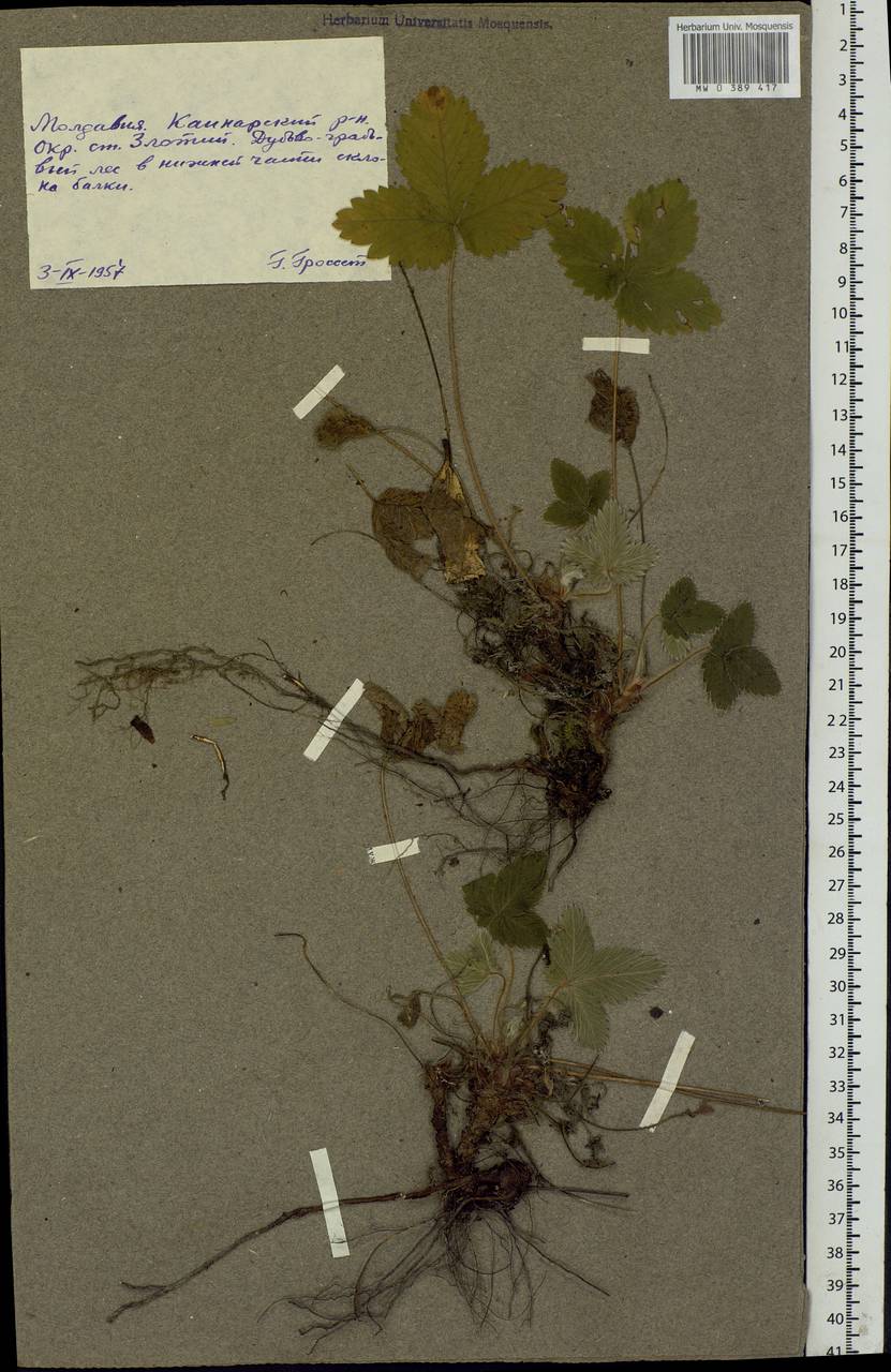 Potentilla, Eastern Europe, Moldova (E13a) (Moldova)