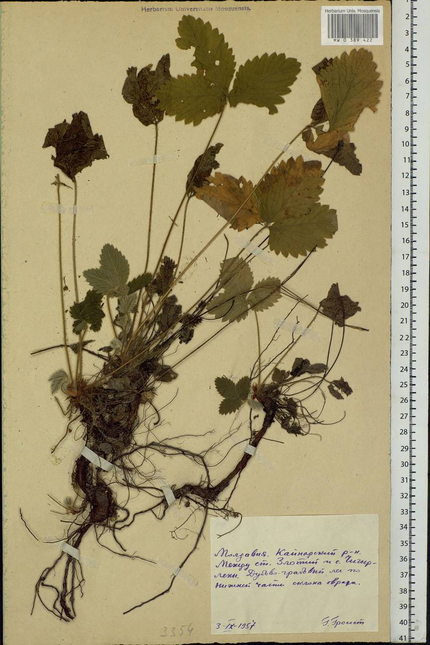 Potentilla, Eastern Europe, Moldova (E13a) (Moldova)