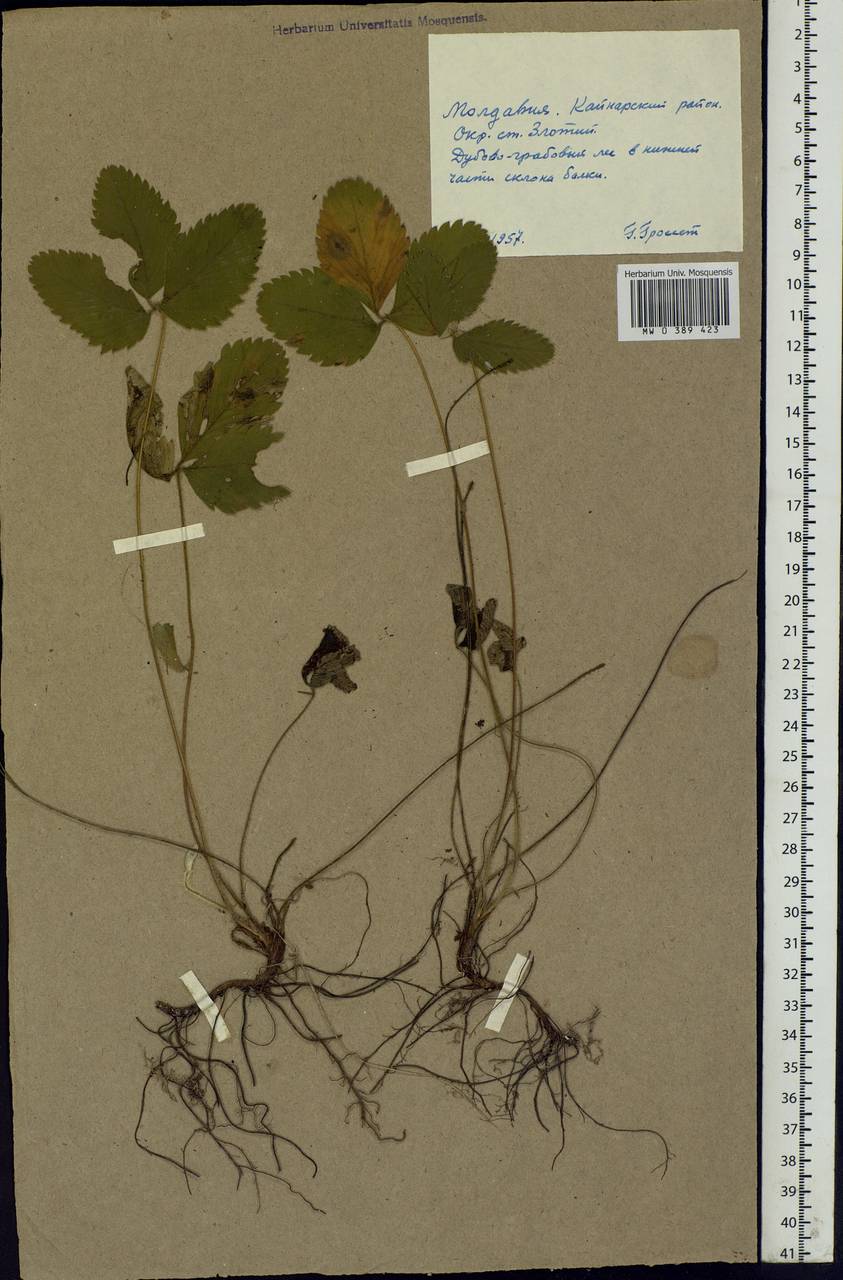 Potentilla, Eastern Europe, Moldova (E13a) (Moldova)