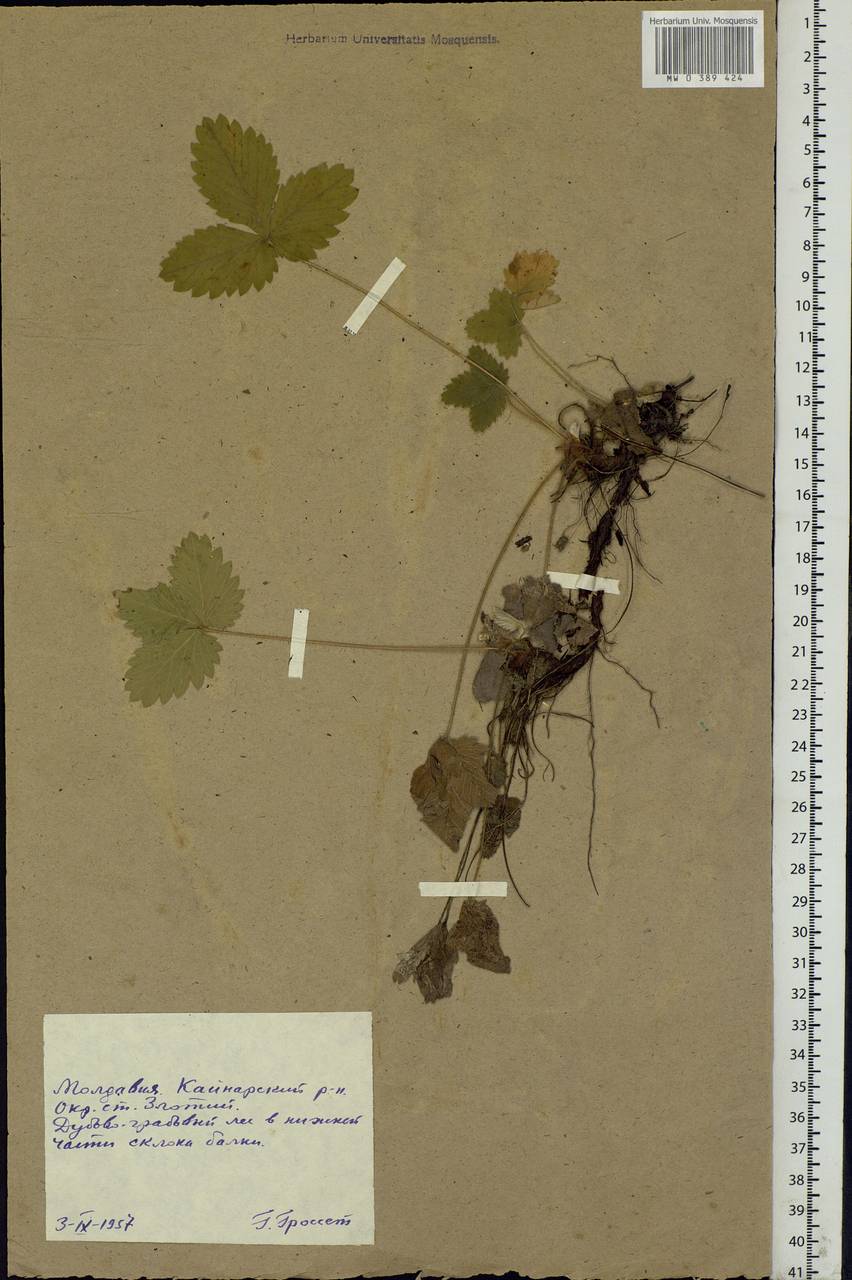 Potentilla, Eastern Europe, Moldova (E13a) (Moldova)