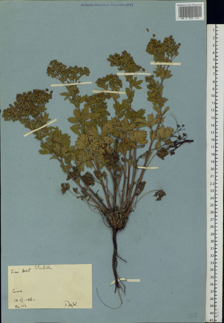 Potentilla, Eastern Europe, Eastern region (E10) (Russia)