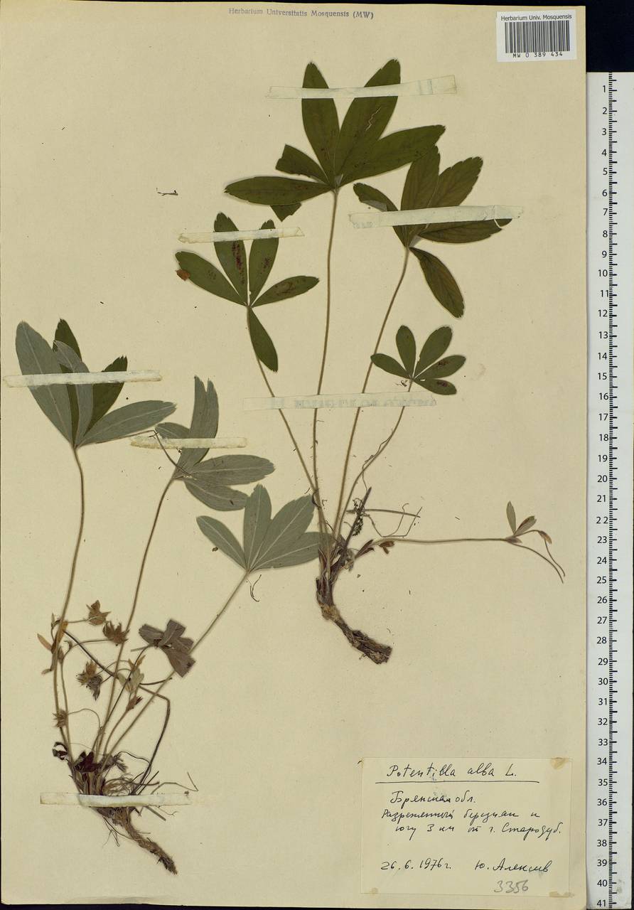 Potentilla alba L., Eastern Europe, Western region (E3) (Russia)