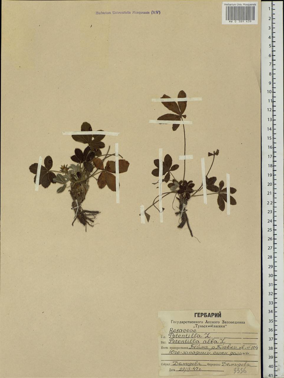 Potentilla alba L., Eastern Europe, Central region (E4) (Russia)