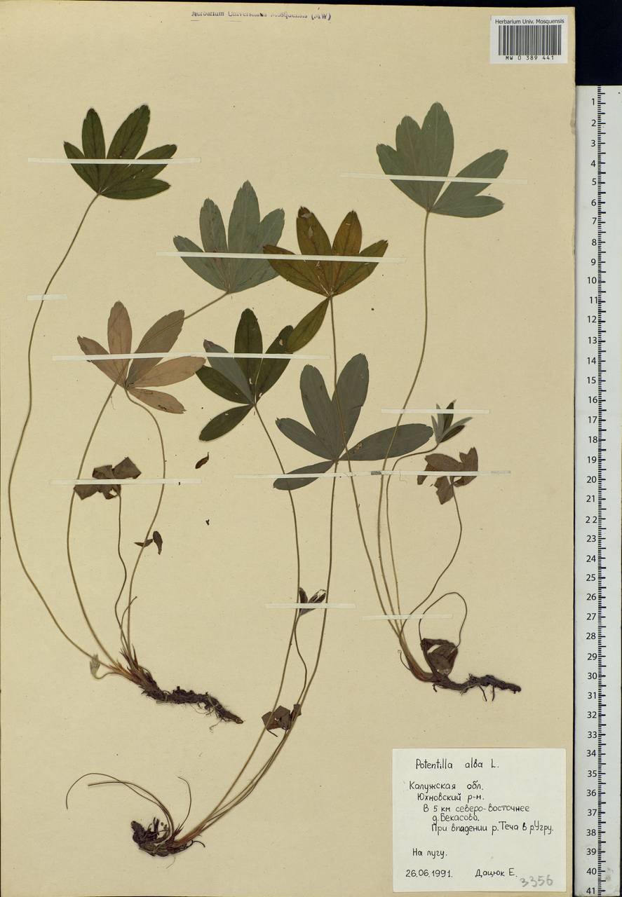 Potentilla alba L., Eastern Europe, Central region (E4) (Russia)