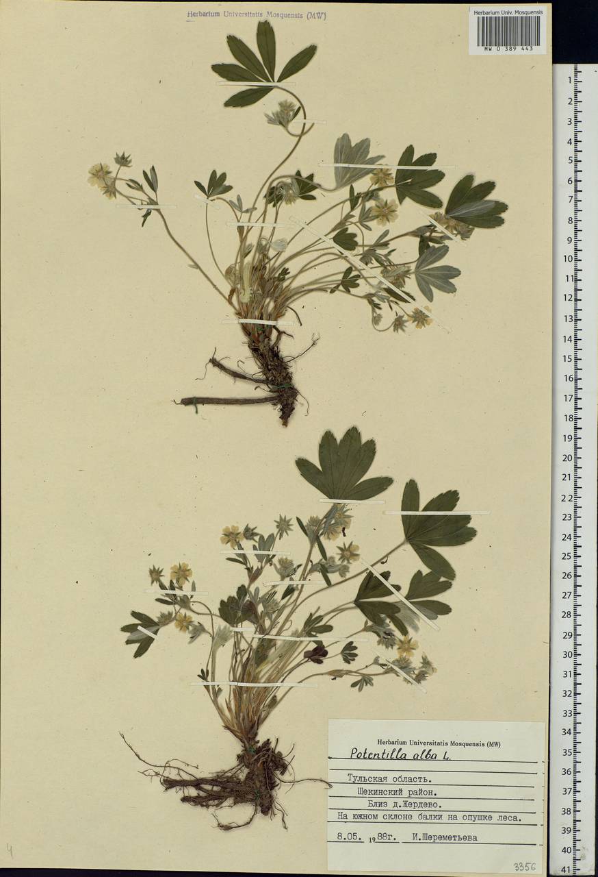 Potentilla alba L., Eastern Europe, Central region (E4) (Russia)