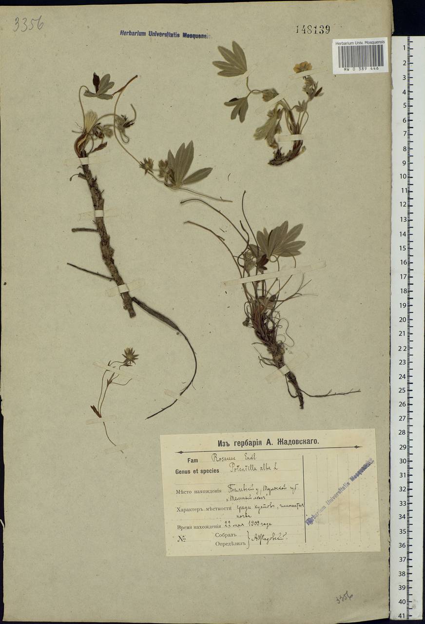 Potentilla alba L., Eastern Europe, Central region (E4) (Russia)