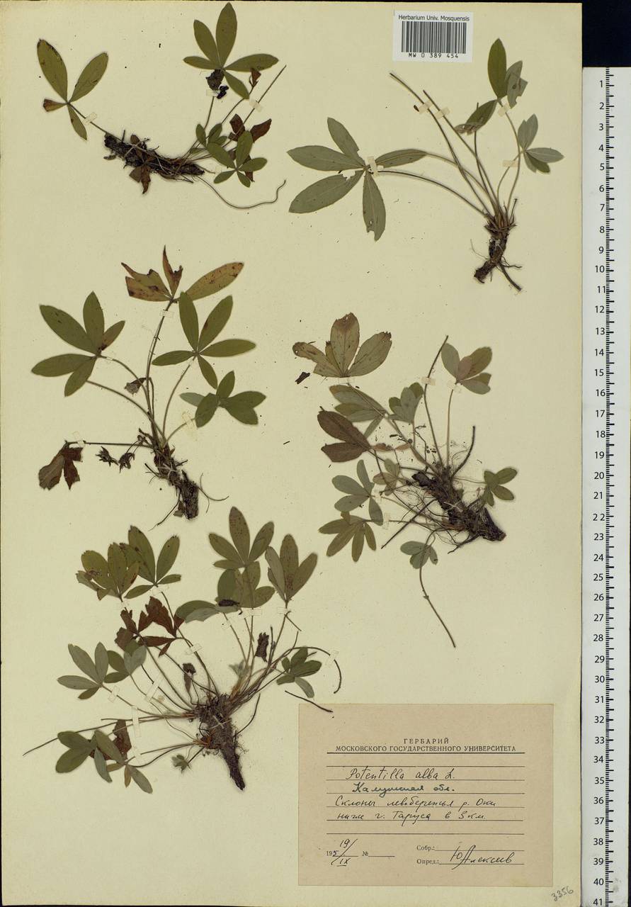 Potentilla alba L., Eastern Europe, Central region (E4) (Russia)