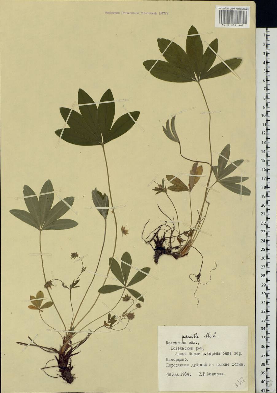 Potentilla alba L., Eastern Europe, Central region (E4) (Russia)