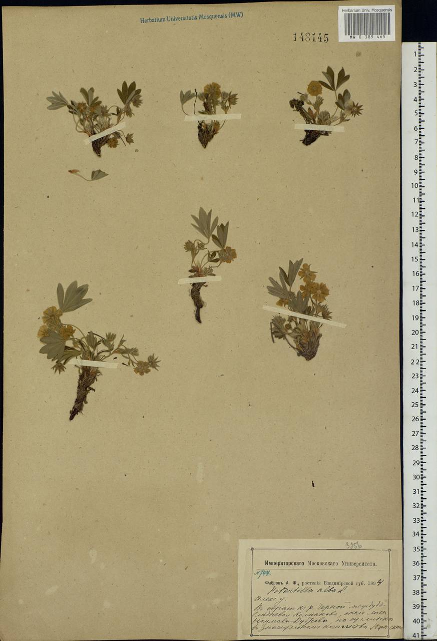 Potentilla alba L., Eastern Europe, Central region (E4) (Russia)