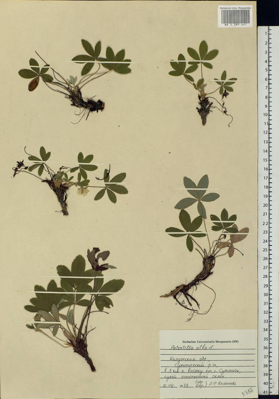 Potentilla alba L., Eastern Europe, Central region (E4) (Russia)