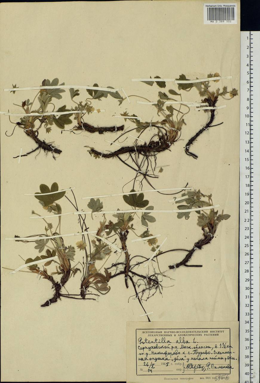 Potentilla alba L., Eastern Europe, Moscow region (E4a) (Russia)